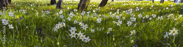 Fototapeta Spring: a field of daffodils whitening green meadows
