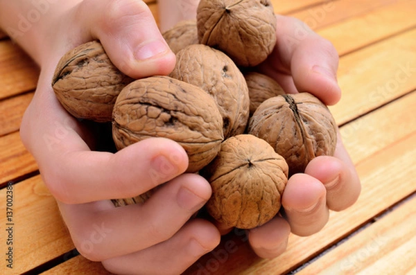Obraz hand hold walnut on table