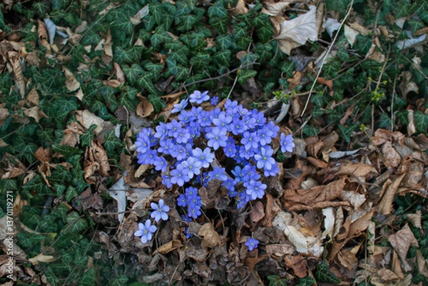 Obraz Leberblümchen