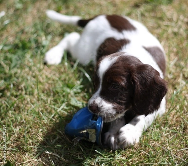 Fototapeta liver and white working type english springer spaniel pet gundog
