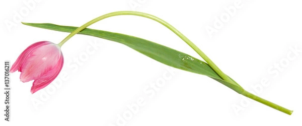 Fototapeta Isolated tulip flower