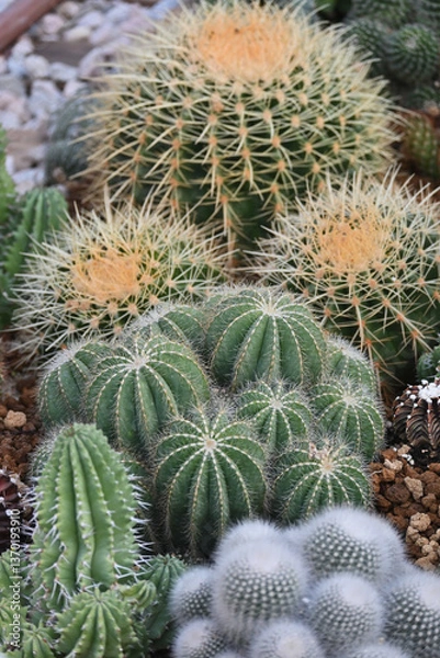 Fototapeta 春のサボテン