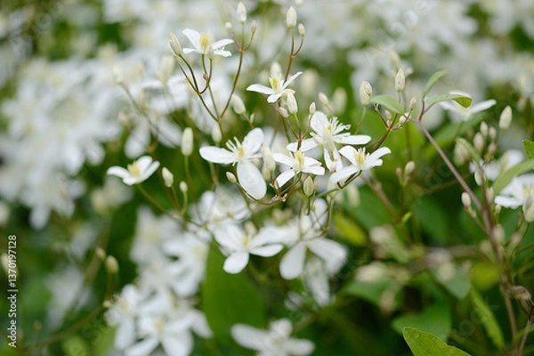 Obraz Closeup Clematis recta known as erect climaxis  with blurred background in summer garden