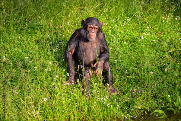 Fototapeta Chimpanzee adult Sitting in the Grass: A Moment of Calm and Reflection gazing calmly at the camera with an expression of intelligence and curiosity. The slightly blurred background.