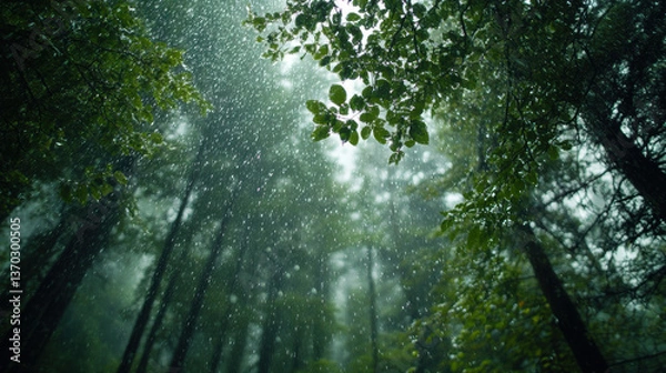 Fototapeta Rainfall in a Dense Forest