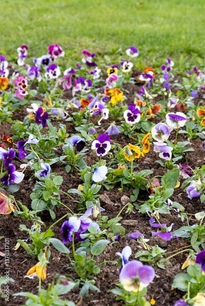 Obraz Autumn planting of flowers. Freshly planted viola bushes in the
