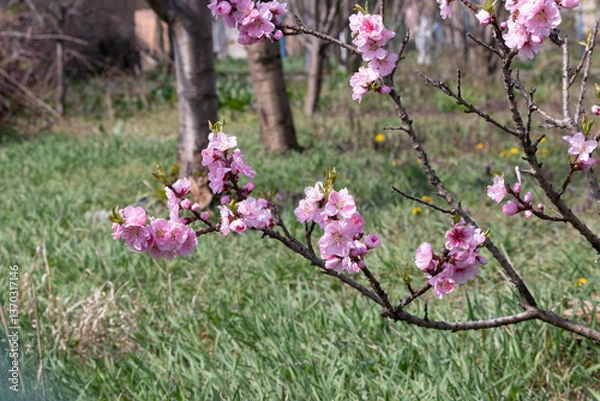 Fototapeta Delicate flowering dwarf peach in early spring