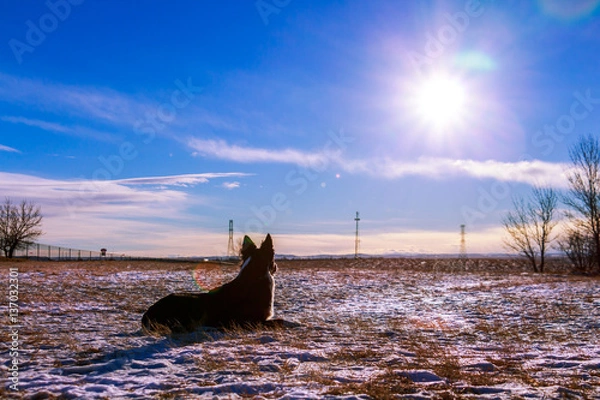 Fototapeta Boder Collies watches