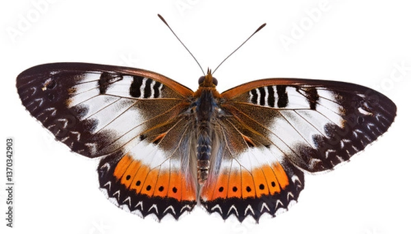 Obraz Callippe silverspot butterfly Isolated On PNG Transparent and White Background 