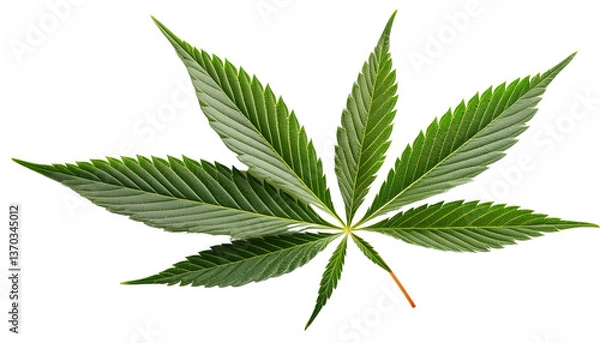 Obraz Cannabis leaf Isolated On PNG Transparent and White Background 