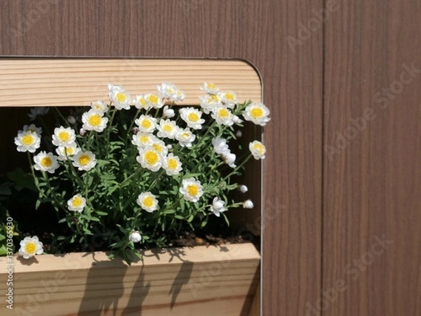 Fototapeta プランターに植えられているハナカンザシ