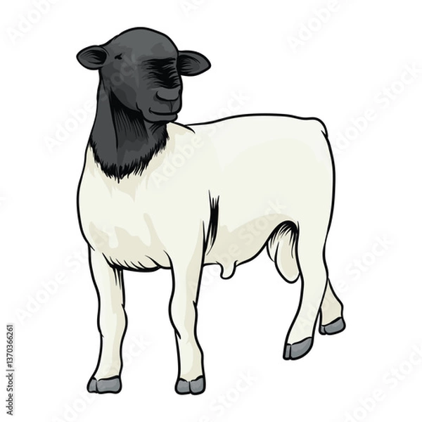 Obraz dorper sheep with separate white background