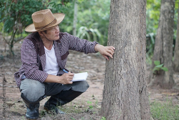 Fototapeta Asian man botanist is inspecting trunk of tree in forest to analysis and research about growth of tree. Concept, forest valuation. Conservation of environment. Survey botanical plants.    