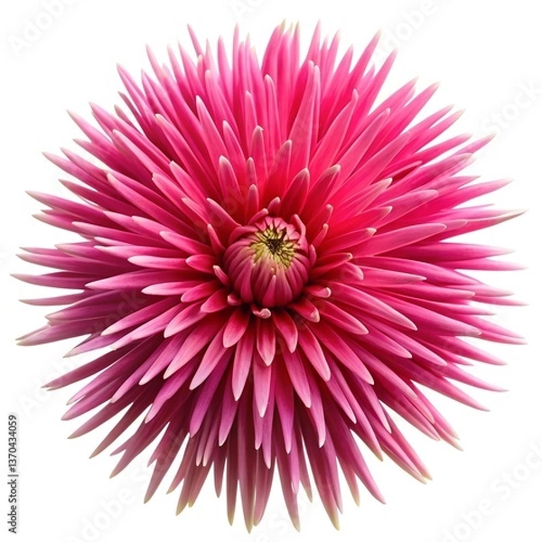 Fototapeta A bright pink flower with long, spiky petals extending outward, creating a starburst effect against a white background