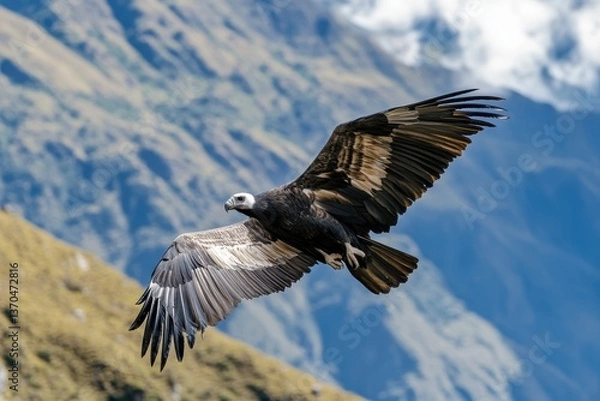Fototapeta Majestic Andean condor soaring over the dramatic mountains of South America during clear daylight hours