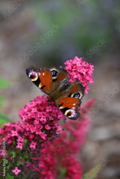 Obraz Motyl na budlei