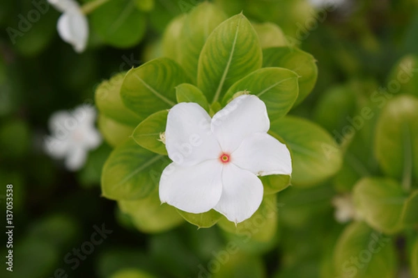 Obraz white flower