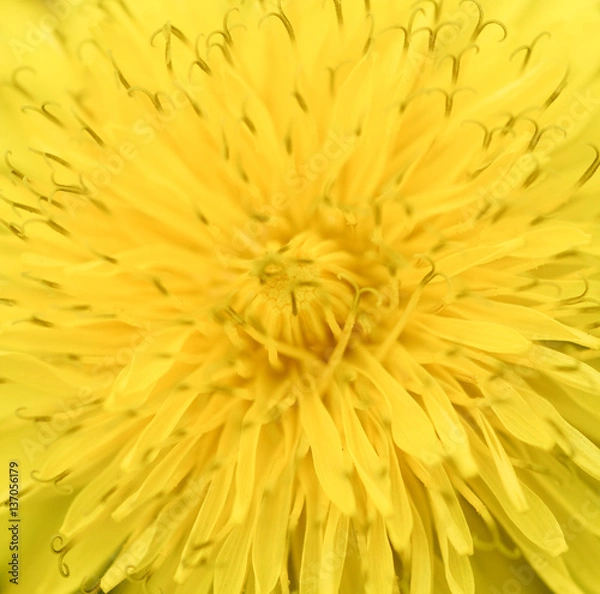 Fototapeta Bright yellow dandelion close up. Floral spring background. Top view of bright yellow dandelion, closeup shallow focus photo. Spring flowers.