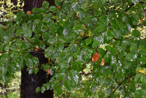 Obraz Autumn forest after rain. Lush foliage, wet green and gold leaves on big tree, scenic view.