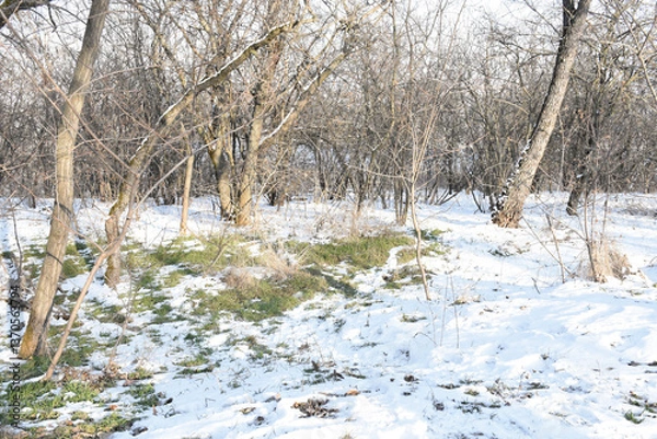 Obraz Winter forest on cold sunny day. Snow carpet on green grass.  