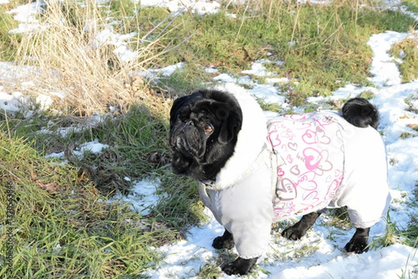 Obraz Beautiful black pug girl weared in grey warm overalls. Cute dog standing on snowy path among green grass on sunny day in winter forest.