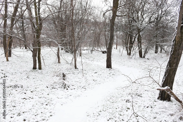Obraz Moody winter woods, dark trees, white snow-covered forest path, overcast day.