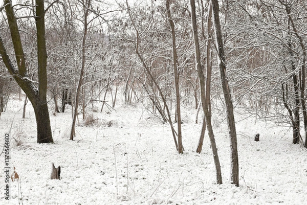 Obraz Moody winter woods, dark trees, white snow-covered forest, overcast day.