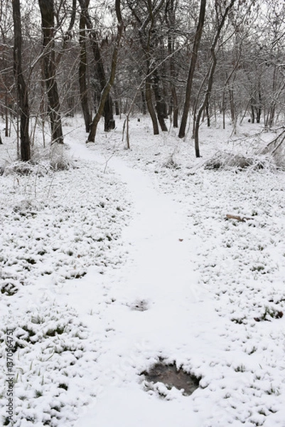 Obraz Moody winter woods, dark trees, white snow-covered forest path, overcast day.