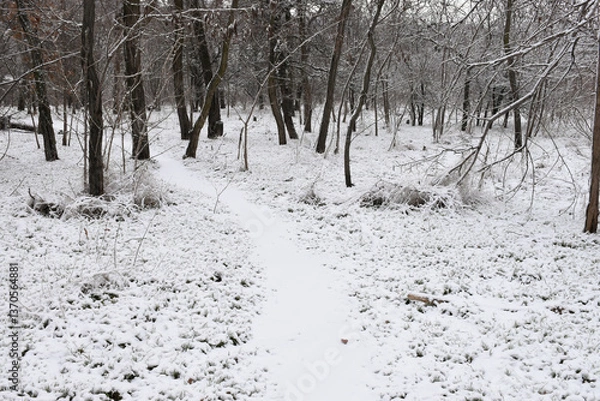 Obraz Moody winter woods, dark trees, white snow-covered forest path, overcast day.