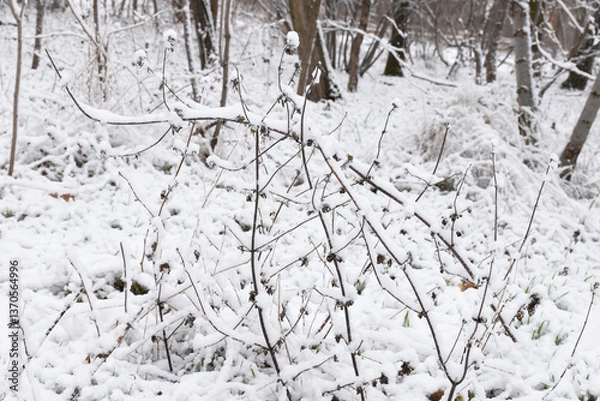 Obraz Snow-covered plant, white snow on branches. Scenic view, beautiful winter forest.