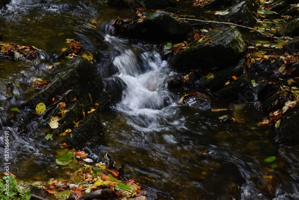 Obraz Laznyi Waterfall. Mountain stream flowing between mossy rocks in autumn forest. Clear frothy water, colorful fallen leaves on rocky rapids. Beautiful nature of Carpathians.