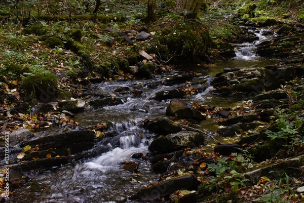 Obraz Laznyi Waterfall. Mountain stream flowing between mossy rocks in autumn forest. Clear frothy water, colorful fallen leaves on rocky rapids. Beautiful nature of Carpathians.