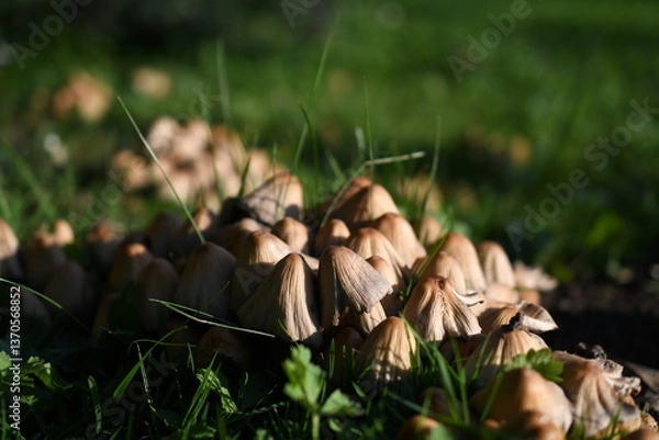 Obraz Wiosenne kwiaty