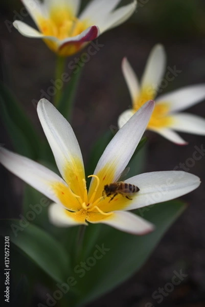 Obraz Wiosenne kwiaty