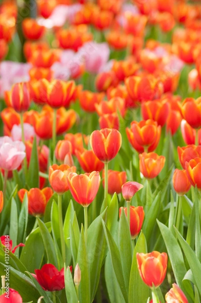 Obraz Full bloomed red and pink tulips