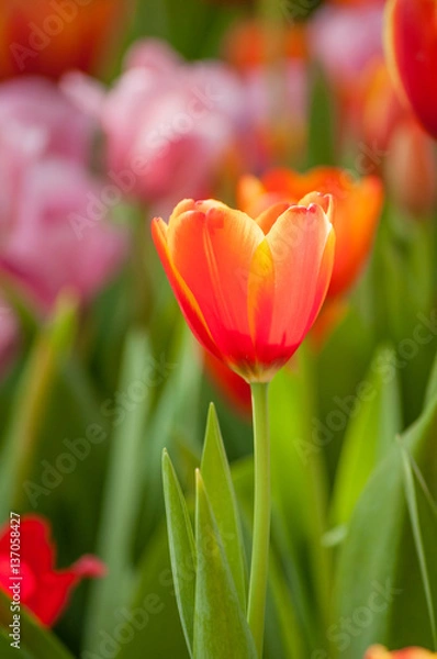 Obraz Full bloomed red and pink tulips