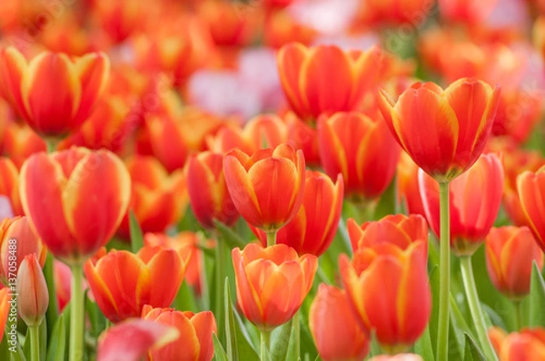 Obraz Full bloomed red and pink tulips