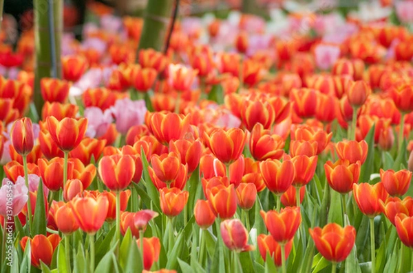Obraz Full bloomed red and pink tulips