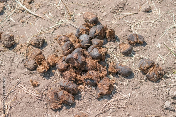 Obraz Horse manure on the ground