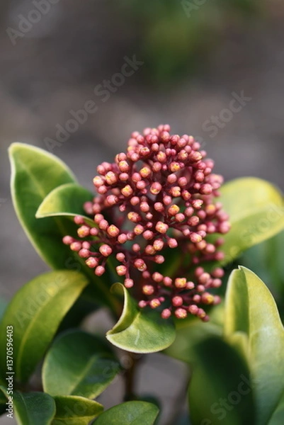 Obraz Wiosenne kwiaty