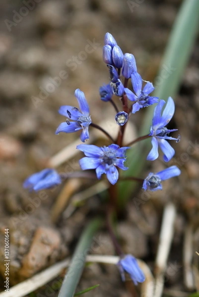 Obraz Wiosenne kwiaty