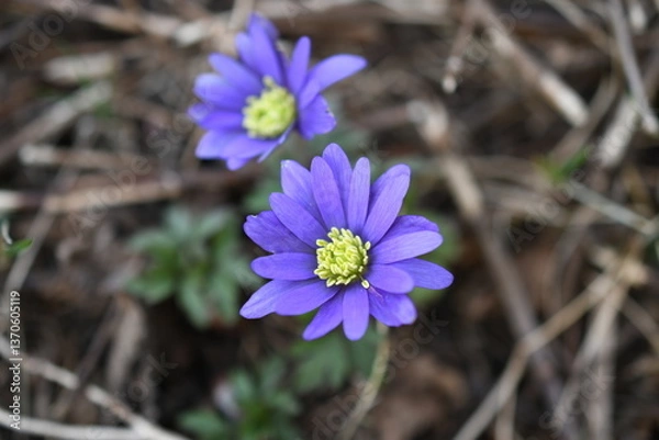 Obraz Wiosenne kwiaty