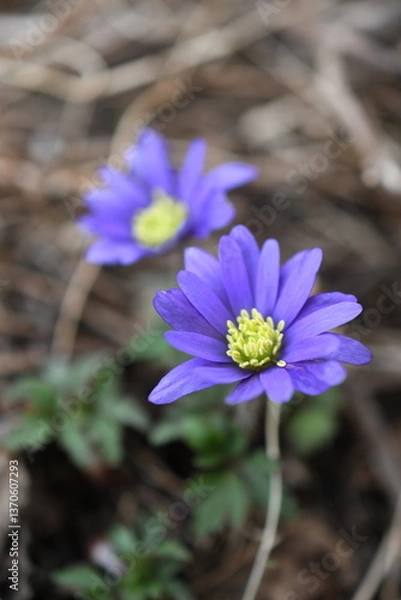 Obraz Wiosenne kwiaty