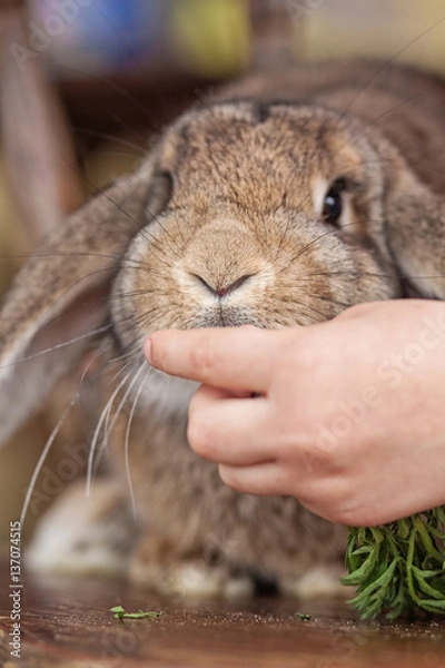 Obraz Rabbit eats grass