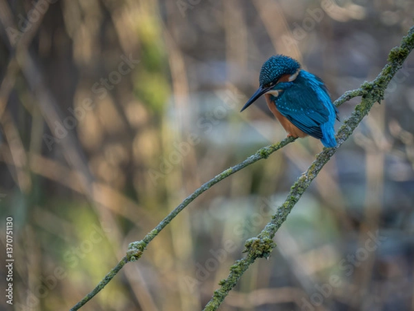 Obraz Kingfisher perched on branch