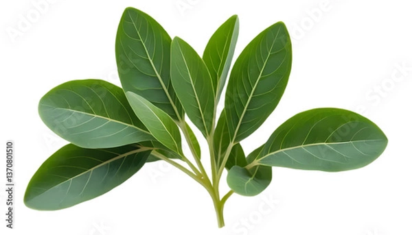 Fototapeta Fenugreek Leaves with Small Trifoliate Green Foliage Isolated on Transparent Background