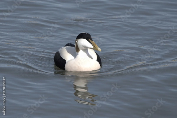 Obraz A male eider duck