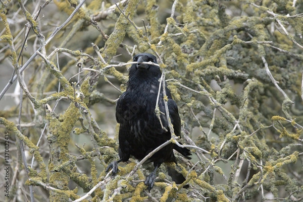 Obraz A rook collecting branches for nesting material