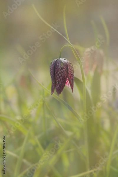 Obraz Snakes head Fritillary 