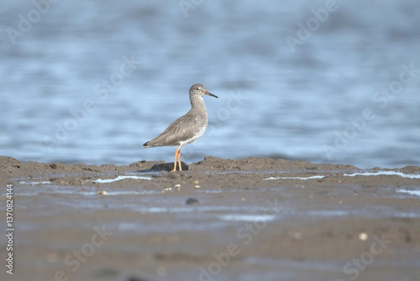 Obraz A common redshank